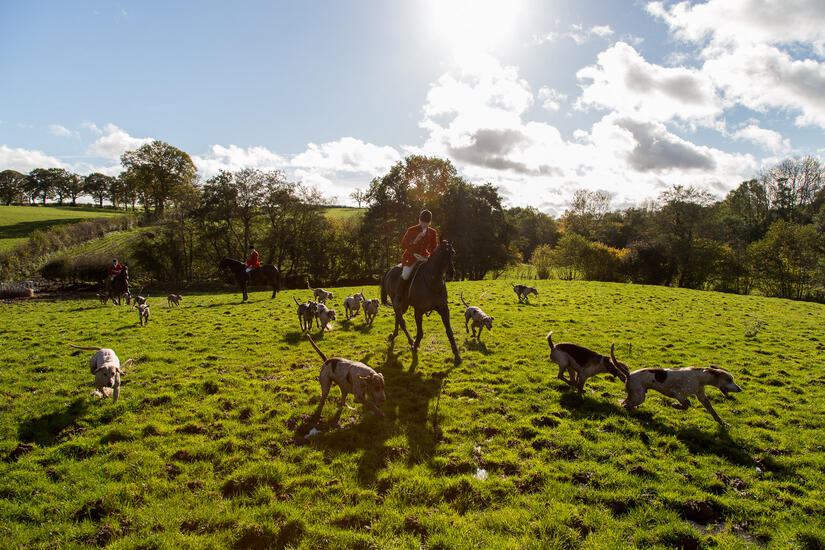 Huntsman calling back the hounds